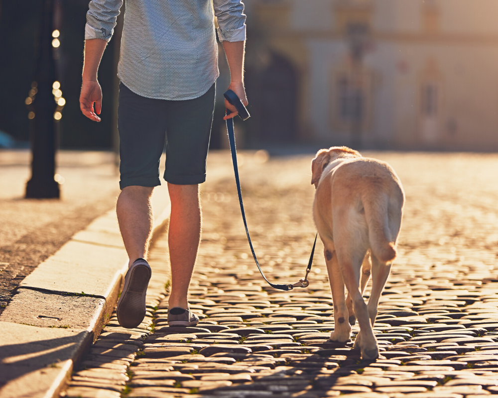 Loose-Leash Walking with Your Dog