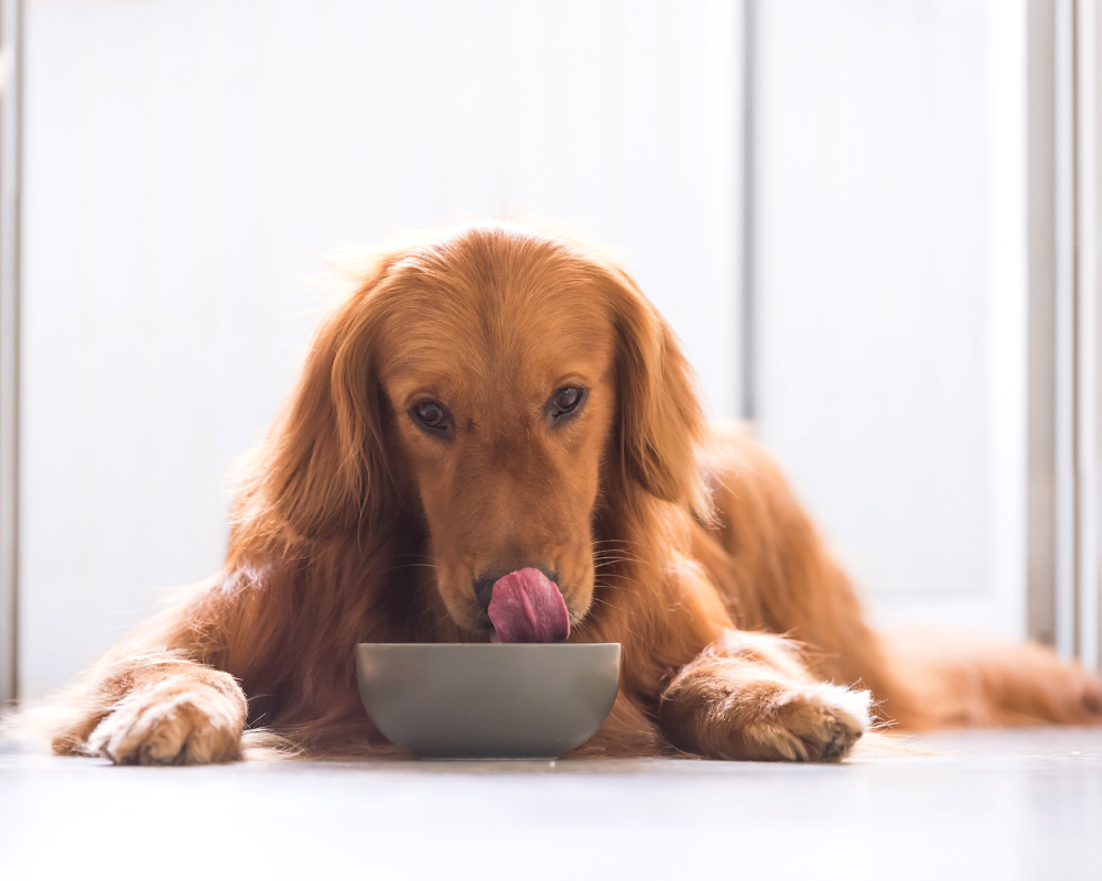 Dog foods associated clearance with dcm