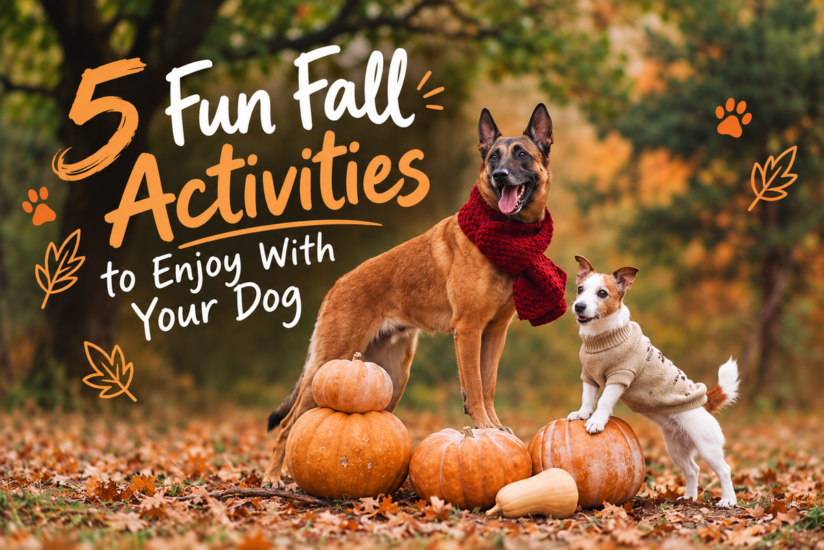 5 Fun Fall Activities to Enjoy With Your Dog