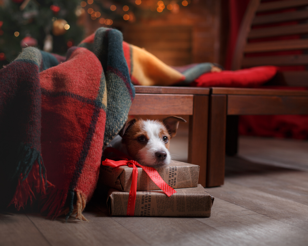 Reduce Holiday Stress for Your Dog