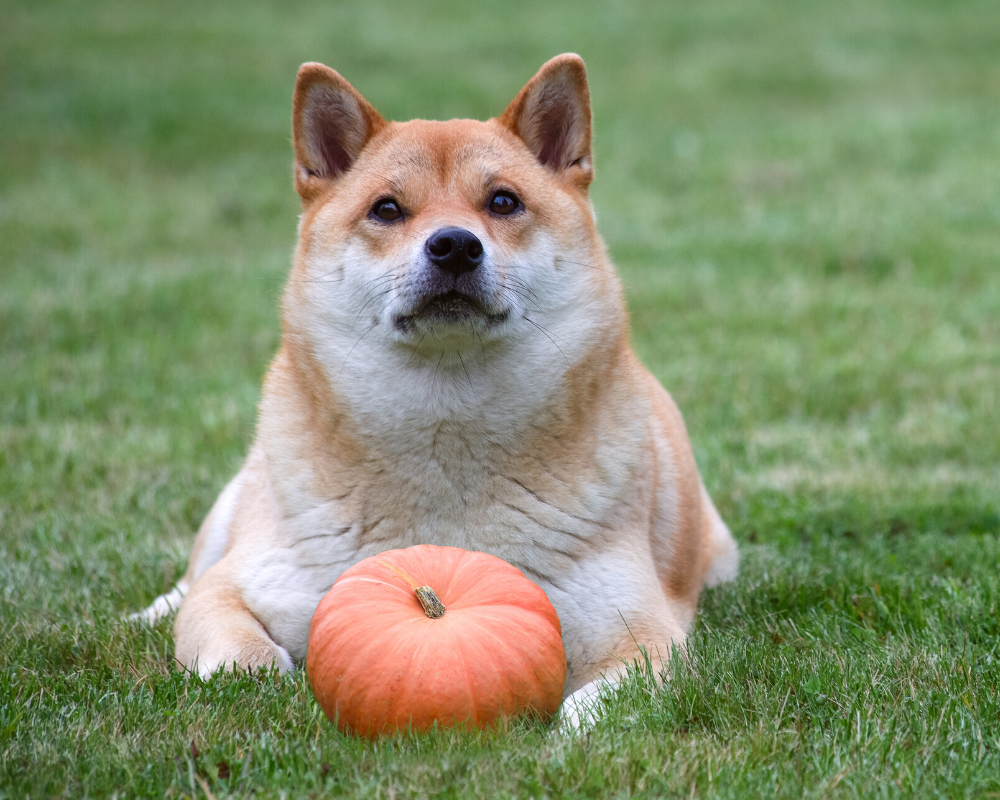 The Benefits of Pumpkin for Your Dog