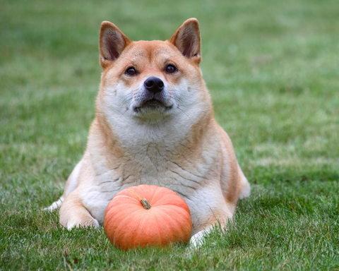 Pumpkin to best sale harden dog stool