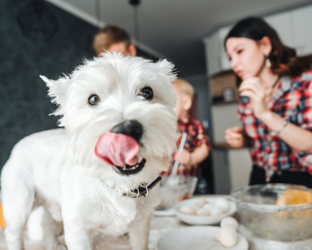 Easy Pupsicle Dog Treat Recipe