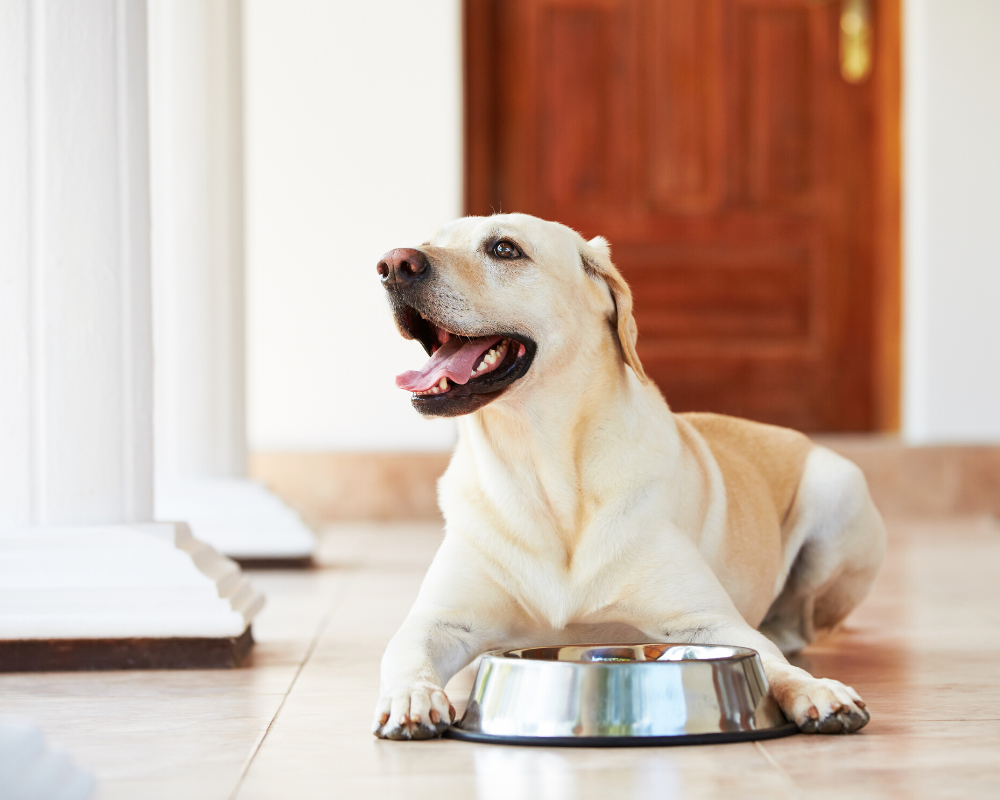 The Benefits of Rotating Your Dog's Food