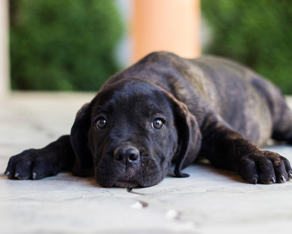 The Benefits of Vitamins in Dog Food