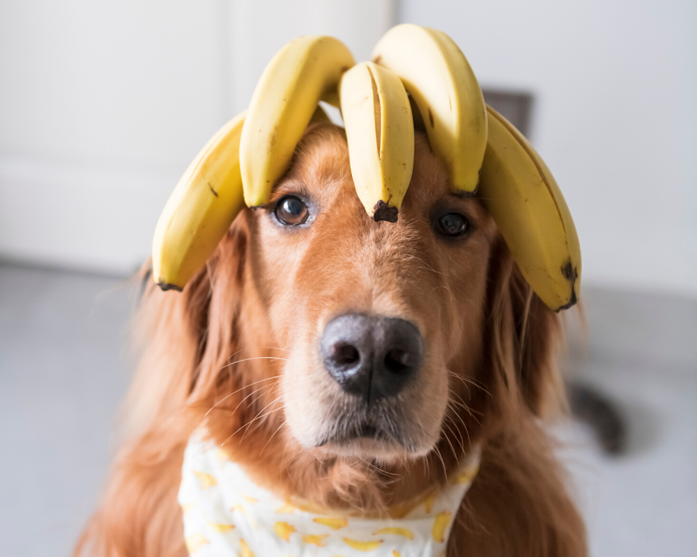 The Benefits of Bananas for your Dog