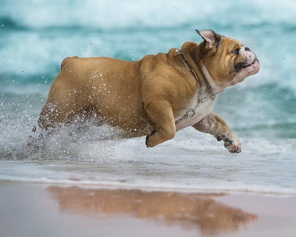 Does my Dog Need Glucosamine?