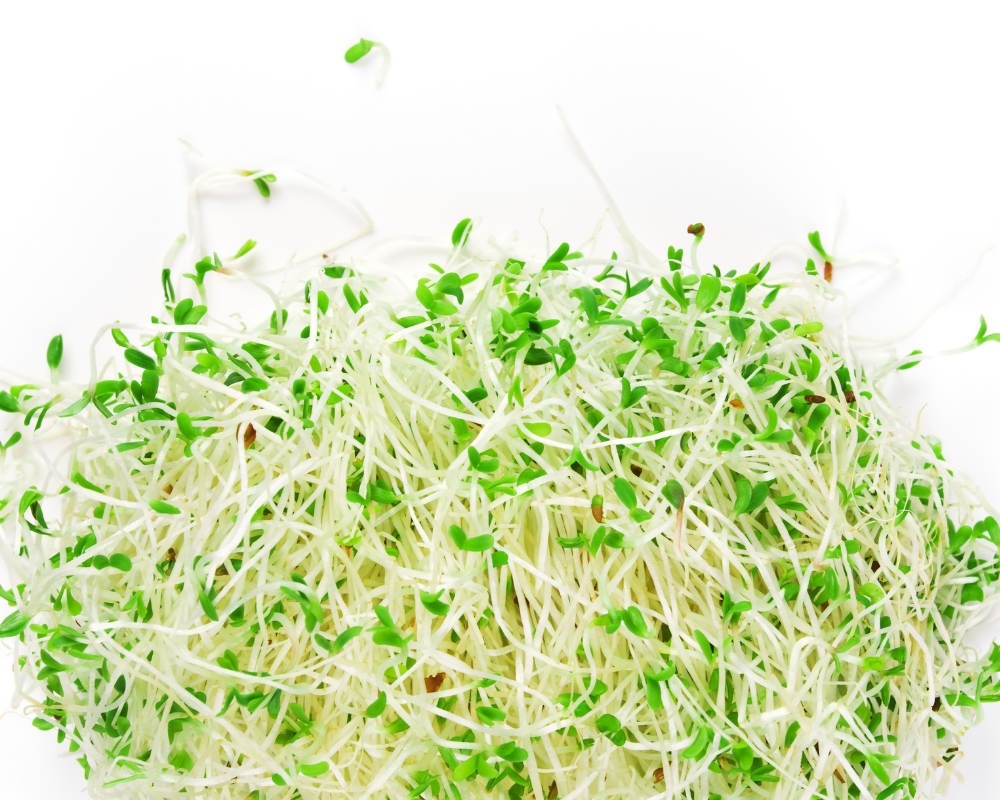 The Benefits of Alfalfa for Dogs