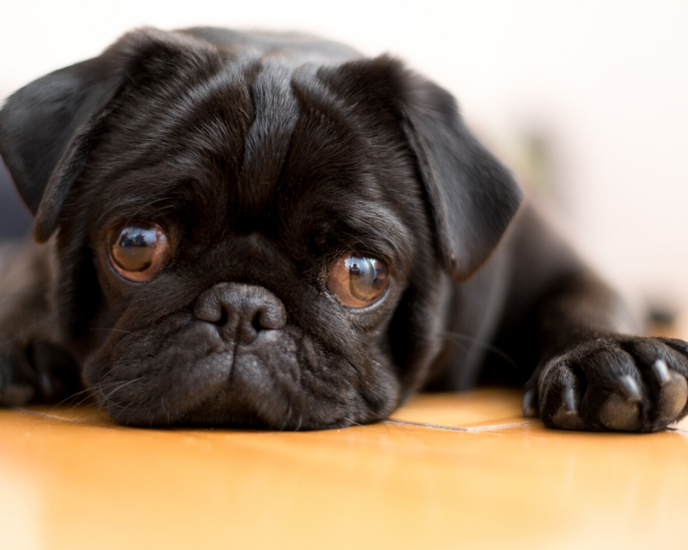 Preventing Separation Anxiety