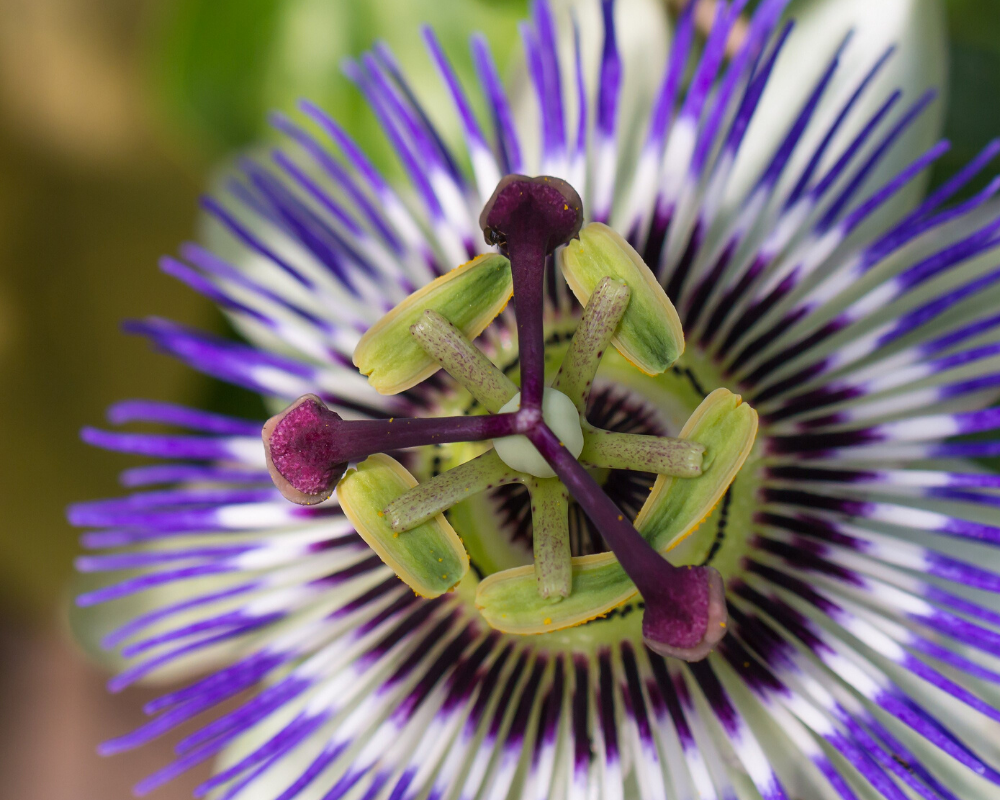 The Benefits of Passionflower for Dogs