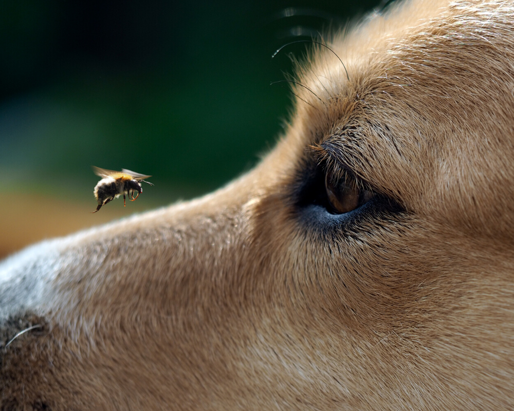 What to do if Your Dog is Stung by a Bee