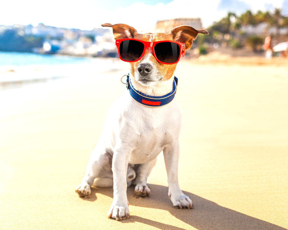 Summer Safety Tips for Dogs