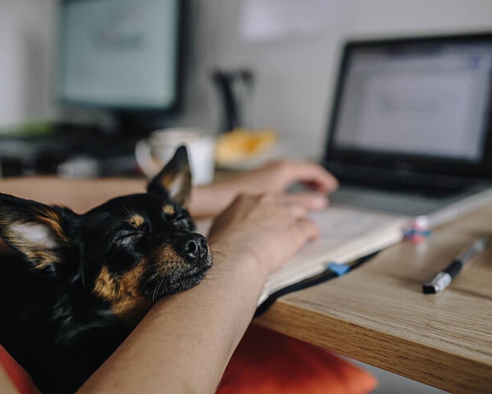Tips on Working from Home with Your Dog