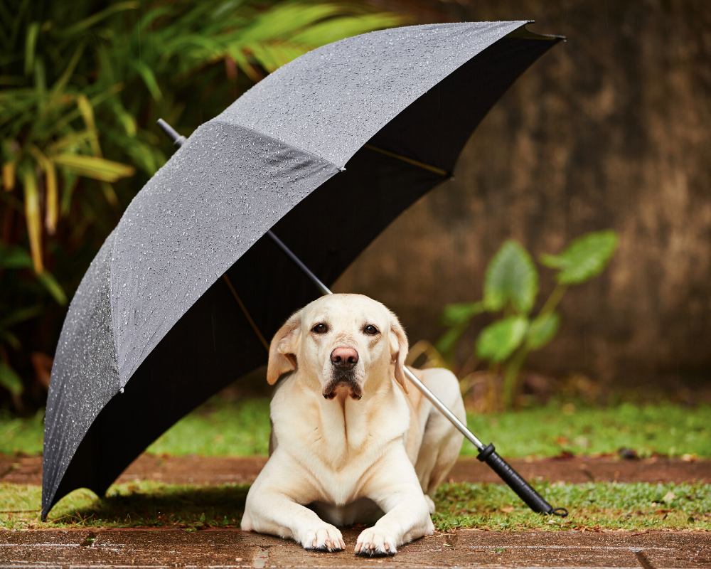Avoid Summer Anxiety for Dogs