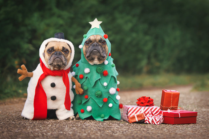 The 12 Days of Dog Joy: Simple Ways to Make Your Pup’s Season Merry &amp; Bright
