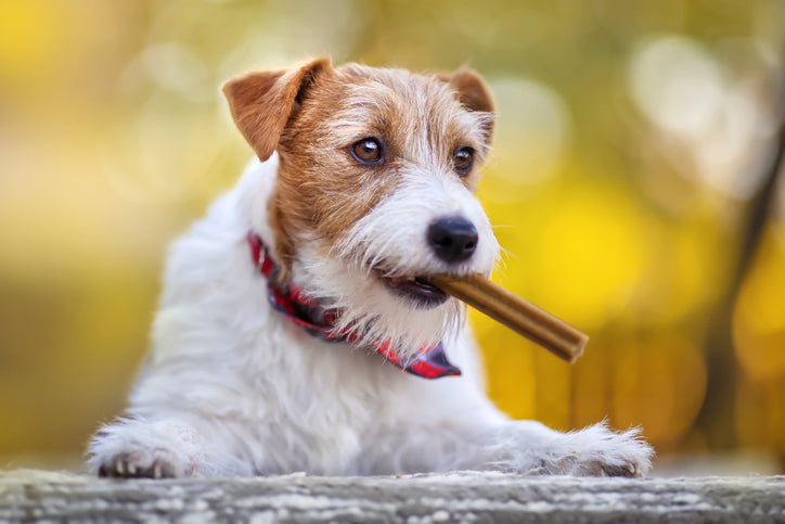 The Ultimate Guide to Dog Chews: Find the Perfect Chew for Every Dog