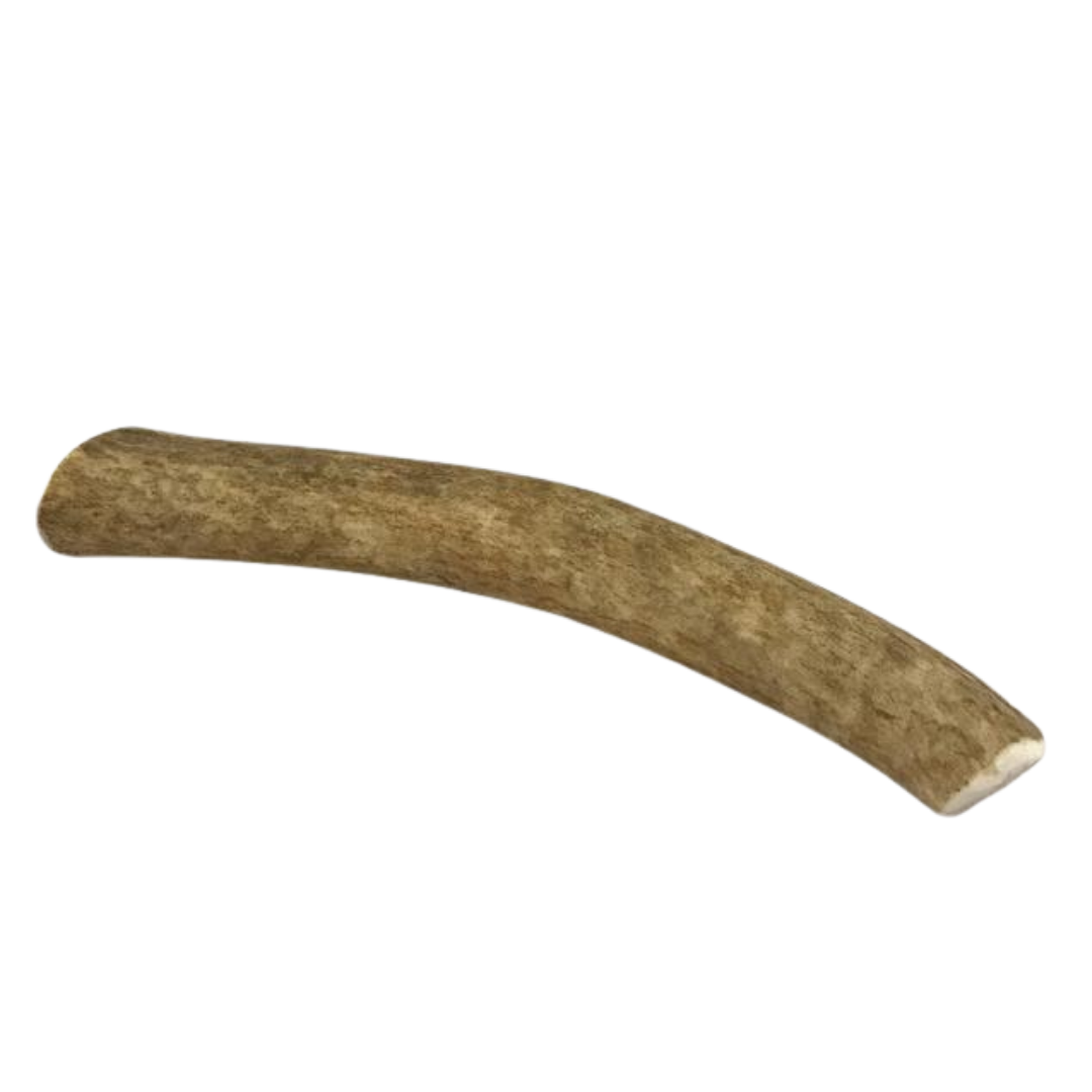 Medium Whole Elk Antler for Dogs